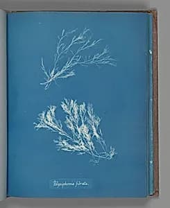 Polysiphonia fibrata by Anna Atkins