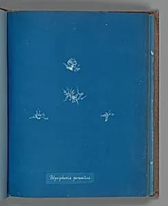Polysiphonia parasitica by Anna Atkins
