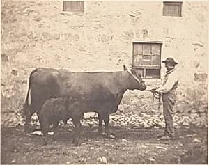 [Prize Cow and Calf]