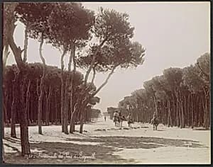 Promenade des Pins à Beyrouth by Félix Bonfils