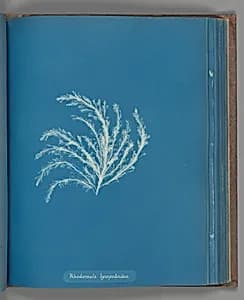 Rhodomela lycopodoides by Anna Atkins