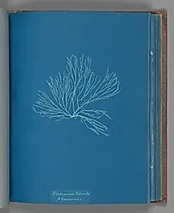 Rhodomenia Palmata ß Sarniensis by Anna Atkins