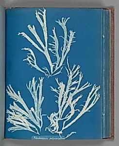 Rhodomenia Polycarpa by Anna Atkins