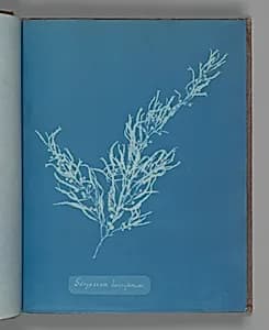 Sargassum bacciferum by Anna Atkins