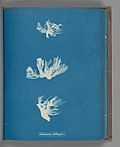 Schizonema Dillwynii by Anna Atkins