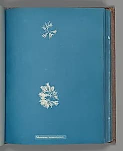Schizonema ramosissimium by Anna Atkins