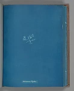 Schizonema Wyattiæ by Anna Atkins