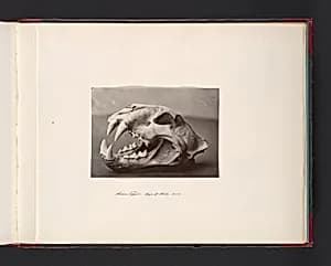 Siam Tiger. Size of Skull 13x8 by John Thomson