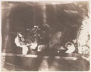 [Sleeping Cat]