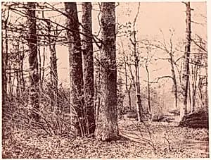Sous-bois en automne by Unknown|Imprimerie photographique de Blanquart-Évrard, à Lille