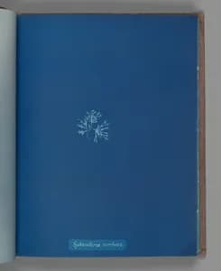 Sphacelaria cirrhosa by Anna Atkins