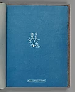 Sphacelaria filicina by Anna Atkins