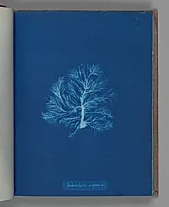 Sphacelaria scoparia by Anna Atkins