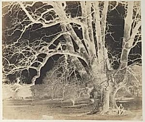 [Spreading Oak with Seated Figure] by Unknown