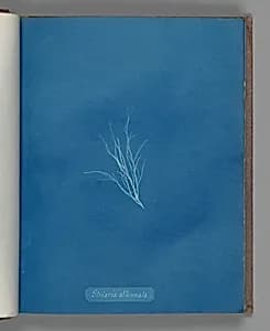 Striaria attenuata by Anna Atkins