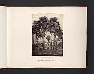 Sugar-Palms Petchaburi Siam by John Thomson