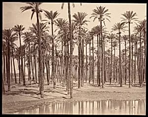 Temple de Cathers a Saqqarah by Unknown