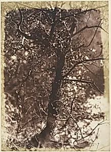 The Fairy Tree at Colinton