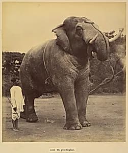 The Great Elephant by Lala Deen Dayal