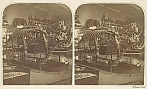 The Megatherium, British Museum by Roger Fenton