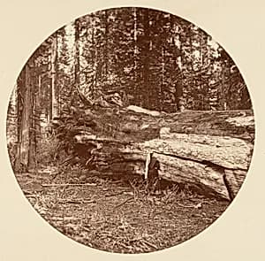 The Miners Cabin - Calaveras Grove by Carleton E. Watkins