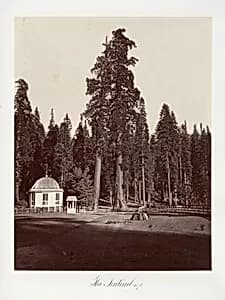 The Sentinel, 315 feet by Carleton E. Watkins