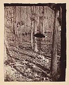 [The Wilderness Battlefield] by Unknown