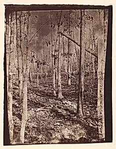 [The Wilderness Battlefield] by Unknown