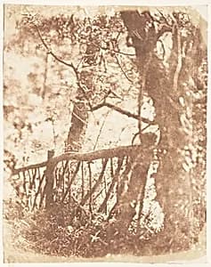 Tree at Colinton by David Octavius Hill|Robert Adamson|Hill and Adamson