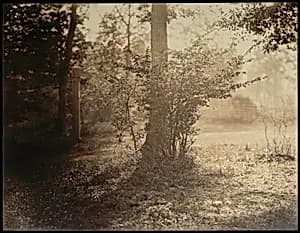 Tree Study, Forest of Fontainebleau by Gustave Le Gray