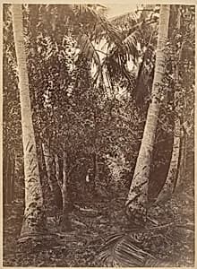Tropical Scenery, Forest Near Turbo by John Moran