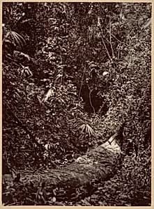 Tropical Scenery, Tropical Forest by John Moran