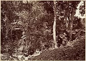 Tropical Scenery, View Near Chipigana by John Moran