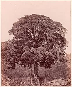 Étude d'arbre by Edward King Tenison|Imprimerie photographique de Blanquart-Évrard, à Lille