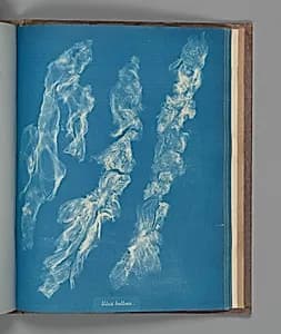 Ulva bullosa by Anna Atkins