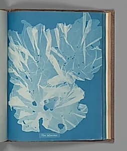 Ulva latissima by Anna Atkins