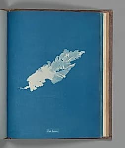 Ulva Linza by Anna Atkins