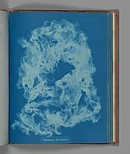 Vaucheria dichotoma by Anna Atkins