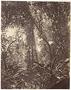 View in Camoens Garden Macao by John Thomson