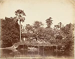 View in the Jungle, Bengal by Captain R. B. Hill