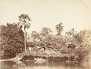[View of the Jungle, Bengal] by Captain R. B. Hill