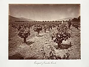 Vineyard of Camulos Ranch by Carleton E. Watkins