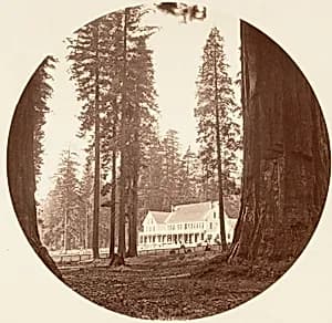 W. C. Bryant - Calaveras Grove by Carleton E. Watkins