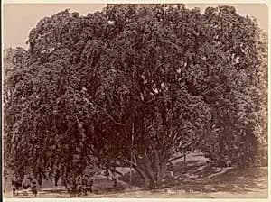Waringin, (Banyan) by Unknown