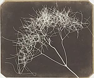 [Wild Fennel] by William Henry Fox Talbot