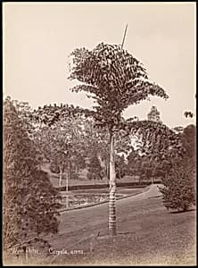 Wine Palm, Caryota Urens by Unknown
