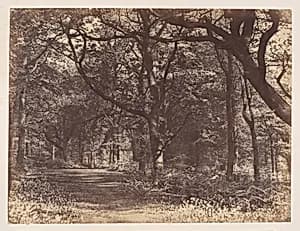 Wood-scene, Norton, Cheshire by Thomas Davies