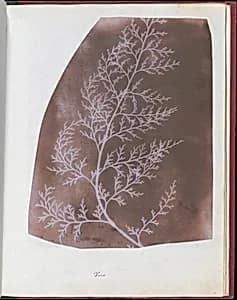 Wrack by William Henry Fox Talbot