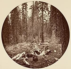 [Yosemite National Park, California] by Carleton E. Watkins