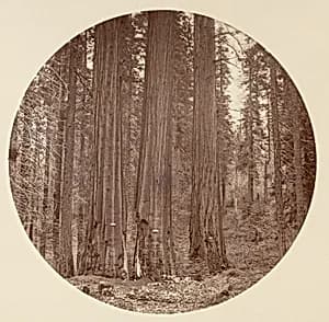 [Yosemite National Park, California] by Carleton E. Watkins